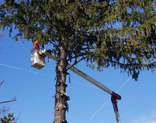 247 Tree Removal-Port St. Lucie’s Best Tree Trimming and Tree Removal Services-We Offer Tree Trimming Services, Tree Removal, Tree Pruning, Tree Cutting, Residential and Commercial Tree Trimming Services, Storm Damage, Emergency Tree Removal, Land Clearing, Tree Companies, Tree Care Service, Stump Grinding, and we're the Best Tree Trimming Company Near You Guaranteed!