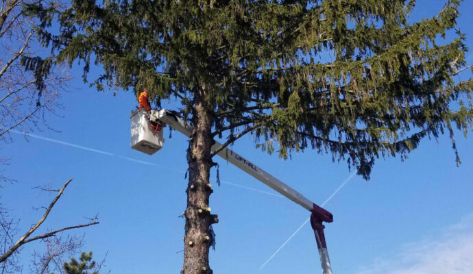 247 Tree Removal-Port St. Lucie’s Best Tree Trimming and Tree Removal Services-We Offer Tree Trimming Services, Tree Removal, Tree Pruning, Tree Cutting, Residential and Commercial Tree Trimming Services, Storm Damage, Emergency Tree Removal, Land Clearing, Tree Companies, Tree Care Service, Stump Grinding, and we're the Best Tree Trimming Company Near You Guaranteed!