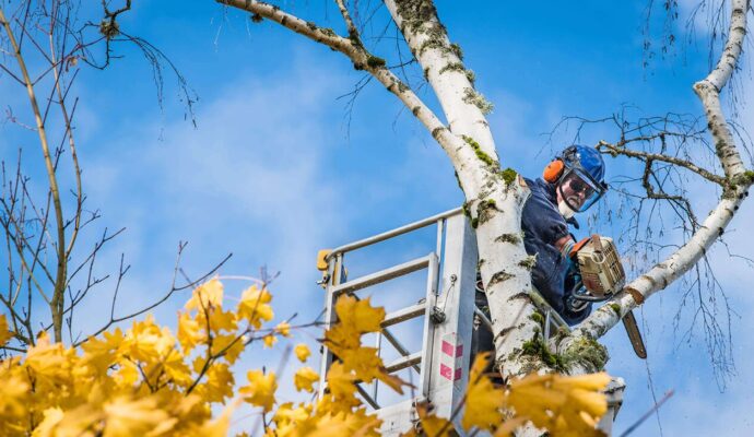 Commercial Tree Services copy-Port St. Lucie’s Best Tree Trimming and Tree Removal Services-We Offer Tree Trimming Services, Tree Removal, Tree Pruning, Tree Cutting, Residential and Commercial Tree Trimming Services, Storm Damage, Emergency Tree Removal, Land Clearing, Tree Companies, Tree Care Service, Stump Grinding, and we're the Best Tree Trimming Company Near You Guaranteed!