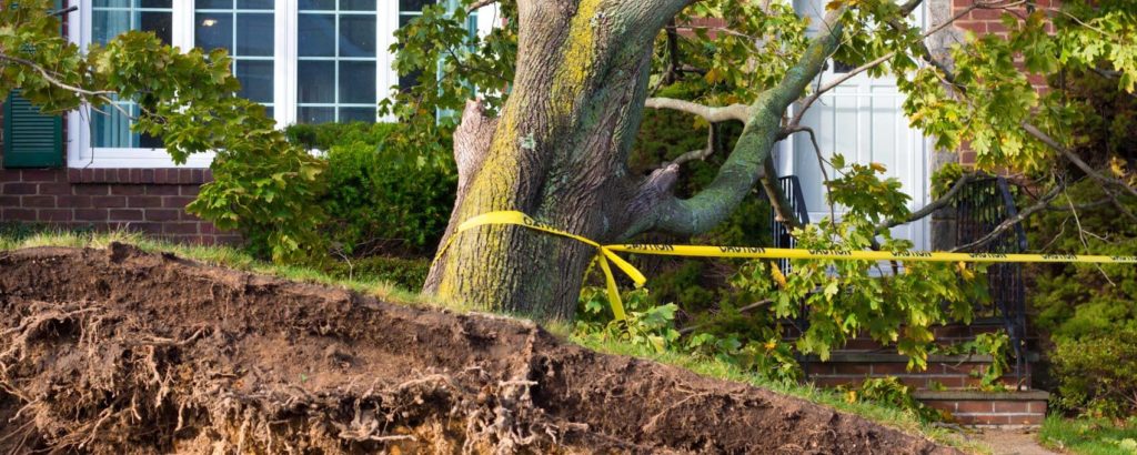 Emergency Tree Removal-Port St. Lucie’s Best Tree Trimming and Tree Removal Services-We Offer Tree Trimming Services, Tree Removal, Tree Pruning, Tree Cutting, Residential and Commercial Tree Trimming Services, Storm Damage, Emergency Tree Removal, Land Clearing, Tree Companies, Tree Care Service, Stump Grinding, and we're the Best Tree Trimming Company Near You Guaranteed!