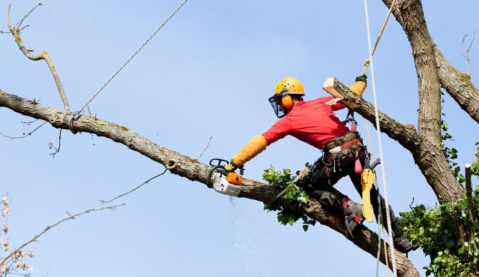 Palm City-Port St. Lucie’s Best Tree Trimming and Tree Removal Services-We Offer Tree Trimming Services, Tree Removal, Tree Pruning, Tree Cutting, Residential and Commercial Tree Trimming Services, Storm Damage, Emergency Tree Removal, Land Clearing, Tree Companies, Tree Care Service, Stump Grinding, and we're the Best Tree Trimming Company Near You Guaranteed!