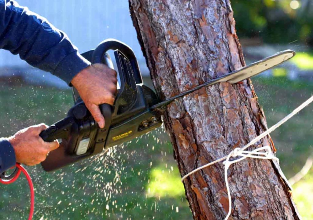Port St. Lucie’s Best Tree Trimming and Tree Removal Services Header Image-We Offer Tree Trimming Services, Tree Removal, Tree Pruning, Tree Cutting, Residential and Commercial Tree Trimming Services, Storm Damage, Emergency Tree Removal, Land Clearing, Tree Companies, Tree Care Service, Stump Grinding, and we're the Best Tree Trimming Company Near You Guaranteed!