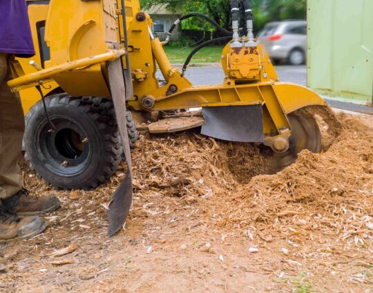 Stump Grinding-Port St. Lucie’s Best Tree Trimming and Tree Removal Services-We Offer Tree Trimming Services, Tree Removal, Tree Pruning, Tree Cutting, Residential and Commercial Tree Trimming Services, Storm Damage, Emergency Tree Removal, Land Clearing, Tree Companies, Tree Care Service, Stump Grinding, and we're the Best Tree Trimming Company Near You Guaranteed!