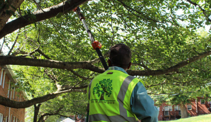 Tree Doctor-Port St. Lucie’s Best Tree Trimming and Tree Removal Services-We Offer Tree Trimming Services, Tree Removal, Tree Pruning, Tree Cutting, Residential and Commercial Tree Trimming Services, Storm Damage, Emergency Tree Removal, Land Clearing, Tree Companies, Tree Care Service, Stump Grinding, and we're the Best Tree Trimming Company Near You Guaranteed!
