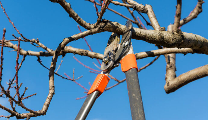 Tree Pruning-Port St. Lucie’s Best Tree Trimming and Tree Removal Services-We Offer Tree Trimming Services, Tree Removal, Tree Pruning, Tree Cutting, Residential and Commercial Tree Trimming Services, Storm Damage, Emergency Tree Removal, Land Clearing, Tree Companies, Tree Care Service, Stump Grinding, and we're the Best Tree Trimming Company Near You Guaranteed!