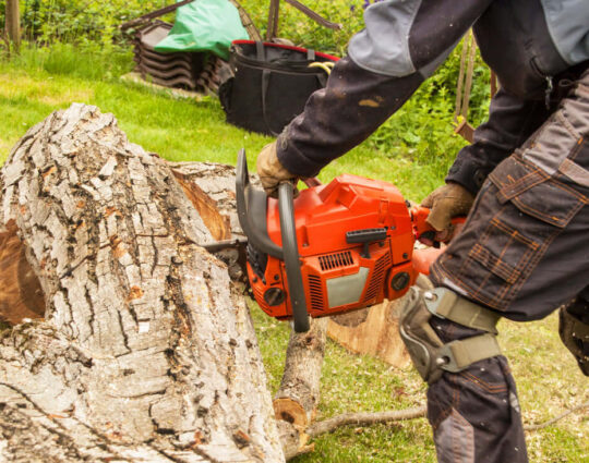 Tree Stump Removal-Port St. Lucie’s Best Tree Trimming and Tree Removal Services-We Offer Tree Trimming Services, Tree Removal, Tree Pruning, Tree Cutting, Residential and Commercial Tree Trimming Services, Storm Damage, Emergency Tree Removal, Land Clearing, Tree Companies, Tree Care Service, Stump Grinding, and we're the Best Tree Trimming Company Near You Guaranteed!
