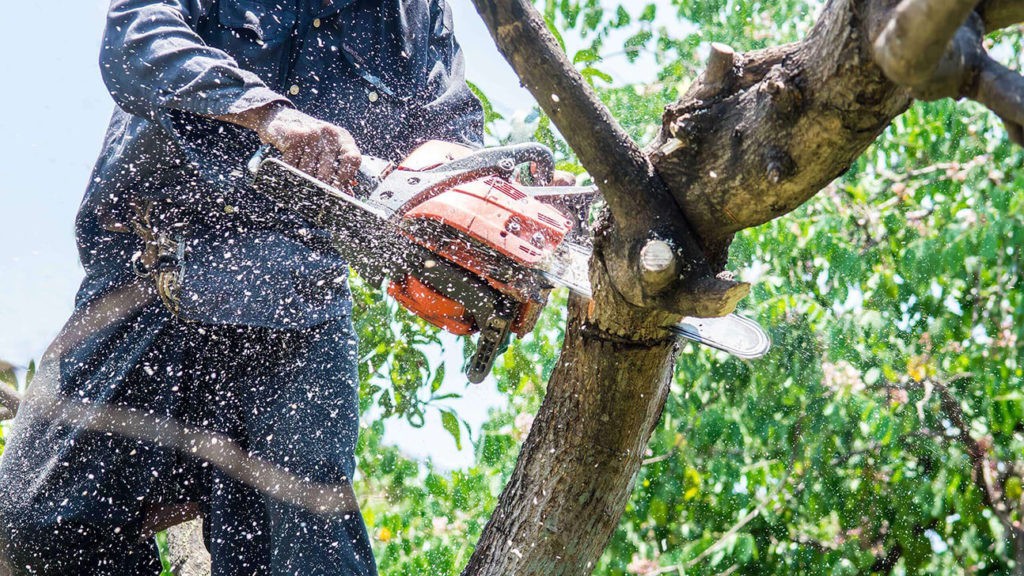 Tree Trimming copy-Port St. Lucie’s Best Tree Trimming and Tree Removal Services-We Offer Tree Trimming Services, Tree Removal, Tree Pruning, Tree Cutting, Residential and Commercial Tree Trimming Services, Storm Damage, Emergency Tree Removal, Land Clearing, Tree Companies, Tree Care Service, Stump Grinding, and we're the Best Tree Trimming Company Near You Guaranteed!