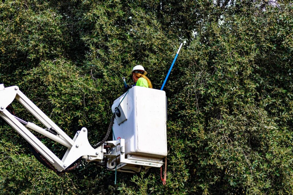 Commercial-Tree-Services-Services Pro-Tree-Trimming-Removal-Team-of-Port St Lucie