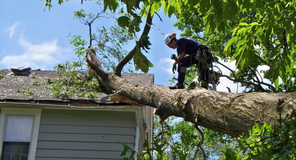 Emergency-Tree-Removal-Services Pro-Tree-Trimming-Removal-Team-of-Port St Lucie
