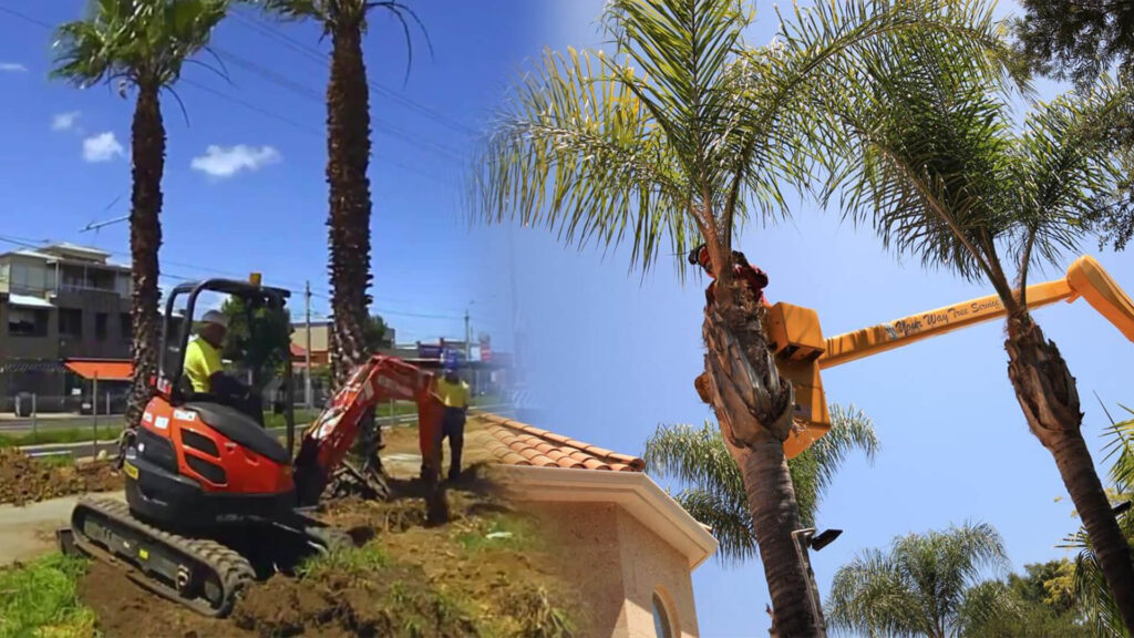 Palm Tree Trimming & Palm Tree Removal Near Me-Pro Tree Trimming & Removal Team of Port St Lucie