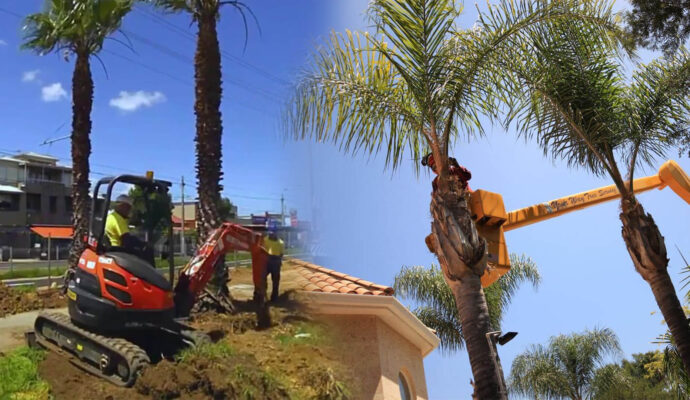 Palm Tree Trimming & Palm Tree Removal Near Me-Pro Tree Trimming & Removal Team of Port St Lucie