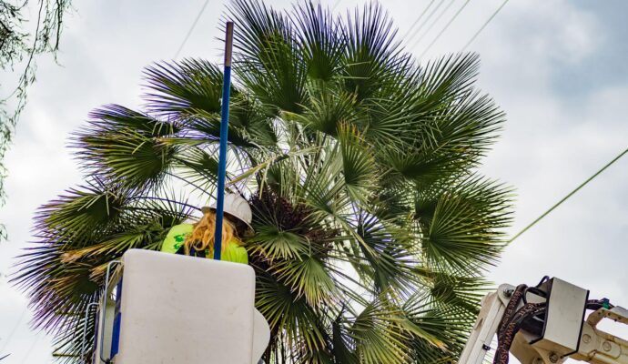 Palm-Tree-Trimming-Palm-Tree-Removal-Services Pro-Tree-Trimming-Removal-Team-of-Port St Lucie