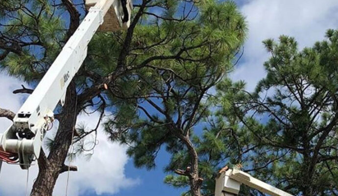 Port St Lucie Commercial Tree Services-Pro Tree Trimming & Removal Team of Port St Lucie