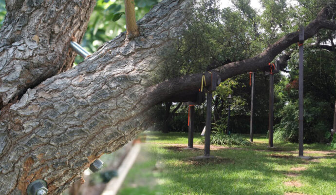 Port St Lucie Tree Bracing & Tree Cabling-Pro Tree Trimming & Removal Team of Port St Lucie