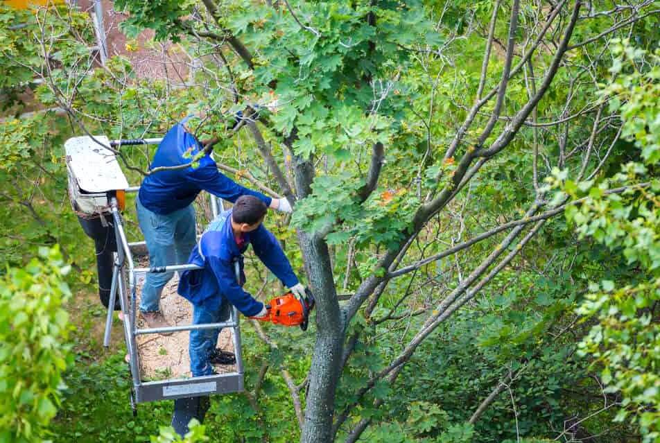 Port St Lucie Tree Trimming Services-Pro Tree Trimming & Removal Team of Port St Lucie