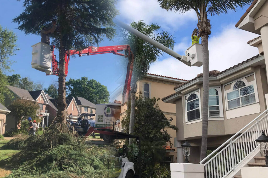 Residential Tree Services Affordable-Pro Tree Trimming & Removal Team of Port St. Lucie