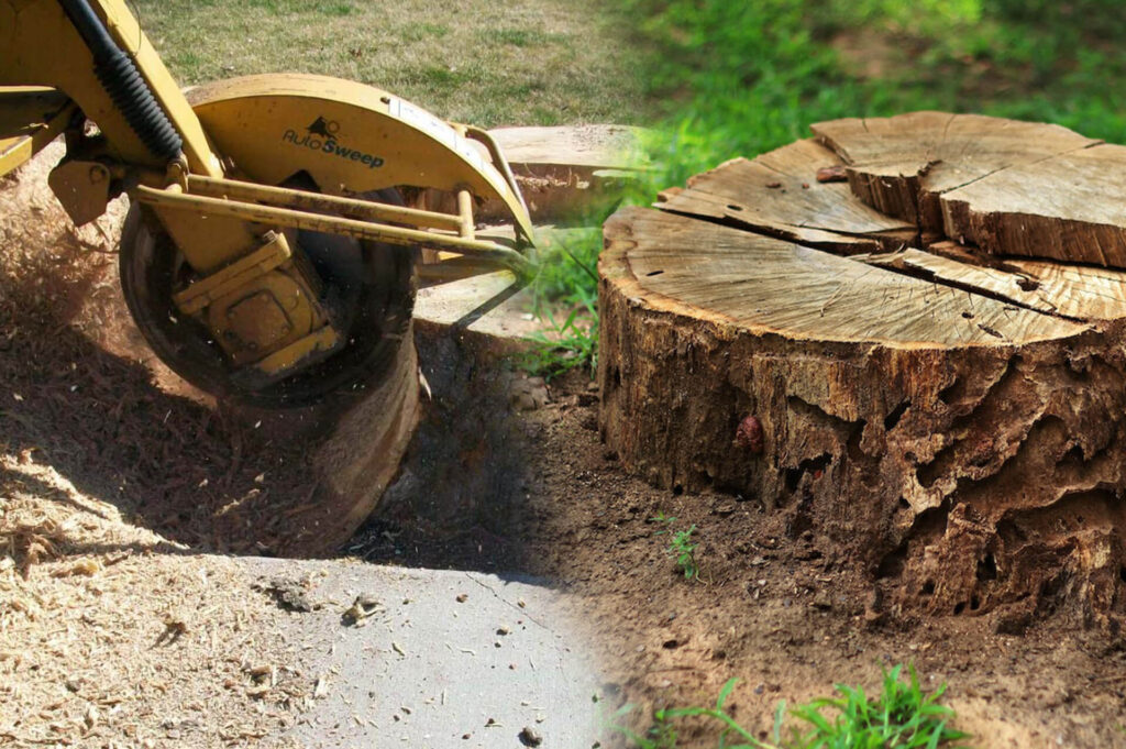 Stump Grinding & Removal Affordable-Pro Tree Trimming & Removal Team of Port St. Lucie