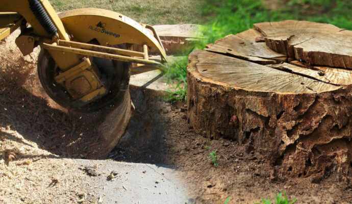 Stump Grinding & Removal Affordable-Pro Tree Trimming & Removal Team of Port St. Lucie