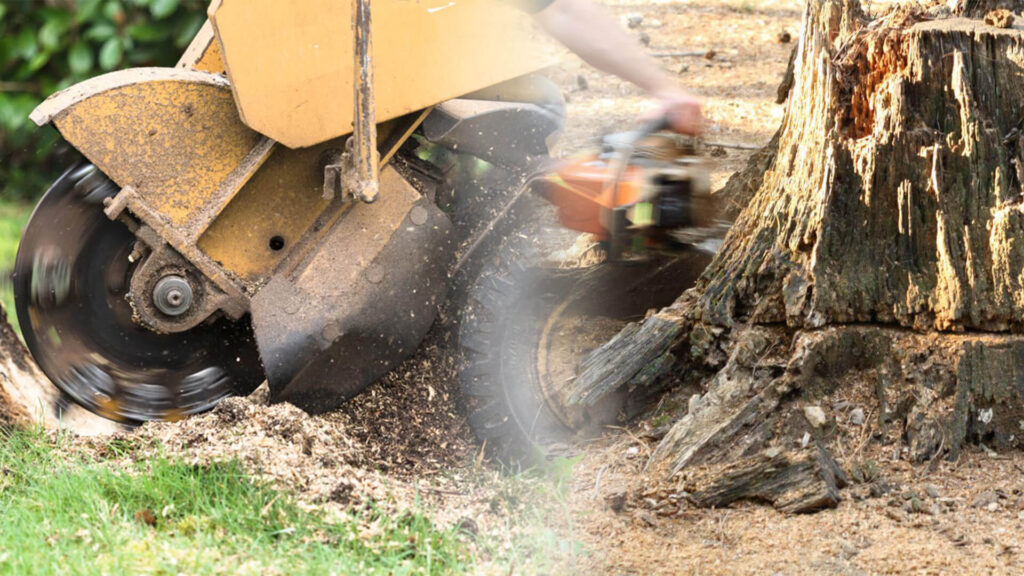 Stump Grinding & Removal Near Me-Pro Tree Trimming & Removal Team of Port St Lucie