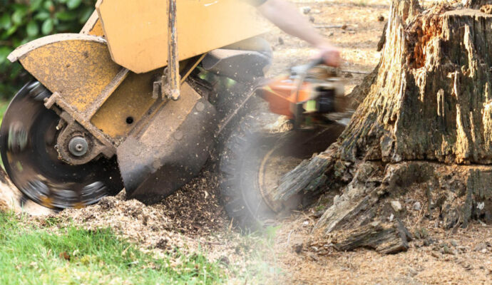Stump Grinding & Removal Near Me-Pro Tree Trimming & Removal Team of Port St Lucie