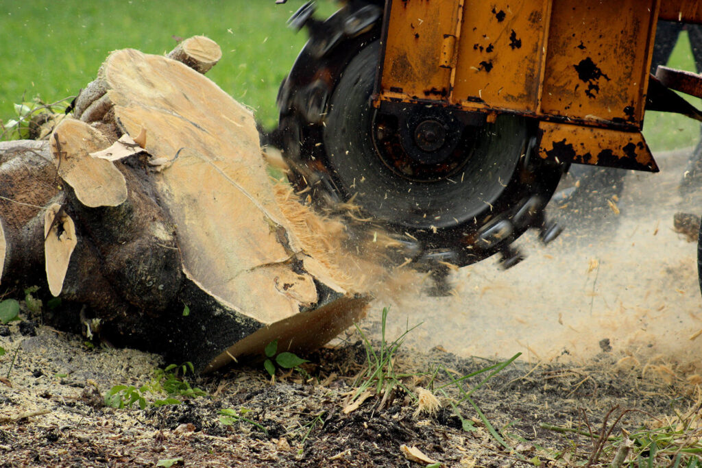 Stump-Grinding-Removal-Services Pro-Tree-Trimming-Removal-Team-of-Port St Lucie