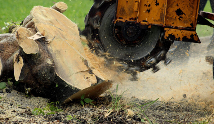 Stump-Grinding-Removal-Services Pro-Tree-Trimming-Removal-Team-of-Port St Lucie