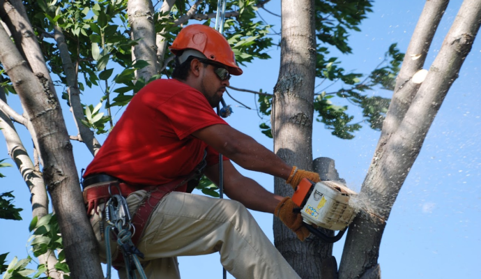 Tree Pruning & Tree Removal Port St. Lucie-Pro Tree Trimming & Removal Team of Port St Lucie