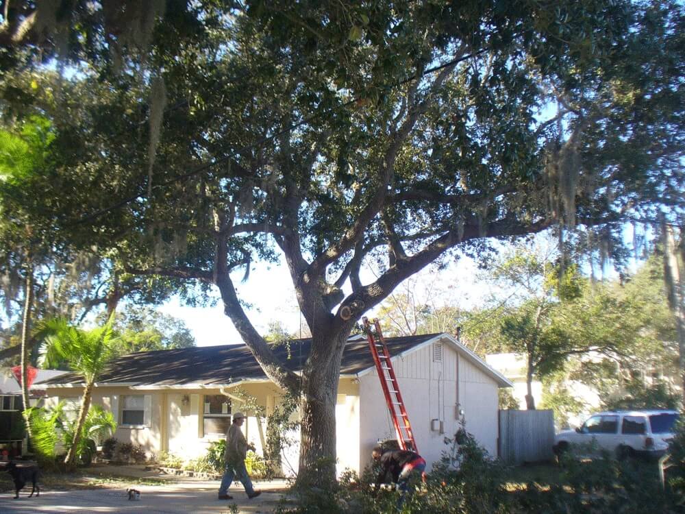 Tree-Pruning-Tree-Removal-Services Pro-Tree-Trimming-Removal-Team-of-Port St Lucie