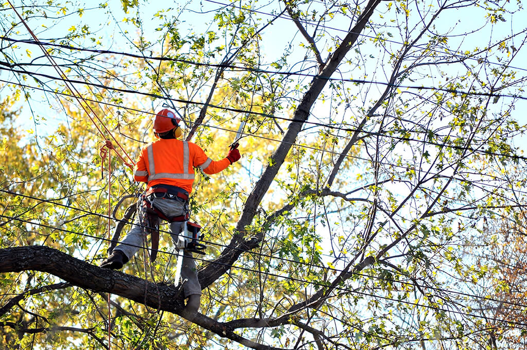 Tree Trimming Services Affordable-Pro Tree Trimming & Removal Team of Port St. Lucie