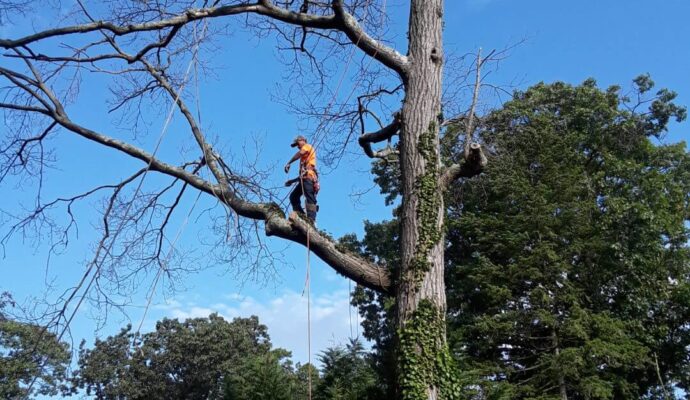 Tree Trimming Services Port St. Lucie-Pro Tree Trimming & Removal Team of Port St Lucie