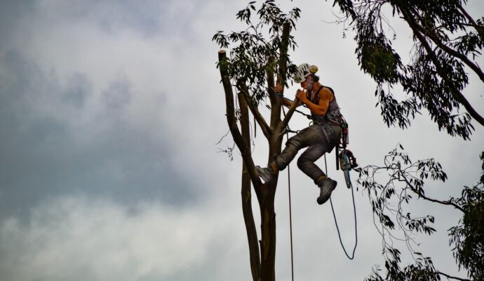 Tree-Trimming-Services-Services Pro-Tree-Trimming-Removal-Team-of Port St Lucie