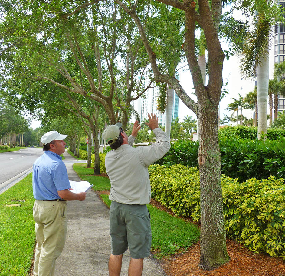 Arborist Consultations-Pros-Pro Tree Trimming & Removal Team of Port St Lucie