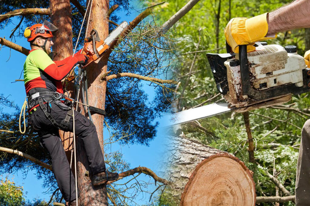 Commercial Tree Services Experts-Pro Tree Trimming & Removal Team of Port St Lucie