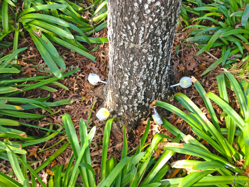Deep Root Injection-Pros-Pro Tree Trimming & Removal Team of Port St Lucie