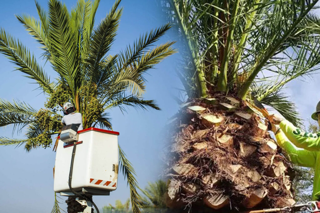 Palm Tree Trimming & Palm Tree Removal Experts-Pro Tree Trimming & Removal Team of Port St Lucie