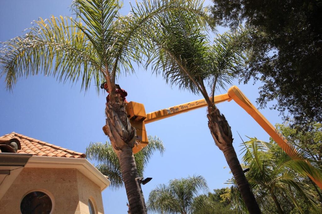 Palm Tree Trimming-Pros-Pro Tree Trimming & Removal Team of Port St Lucie