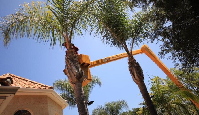 Palm Tree Trimming-Pros-Pro Tree Trimming & Removal Team of Port St Lucie