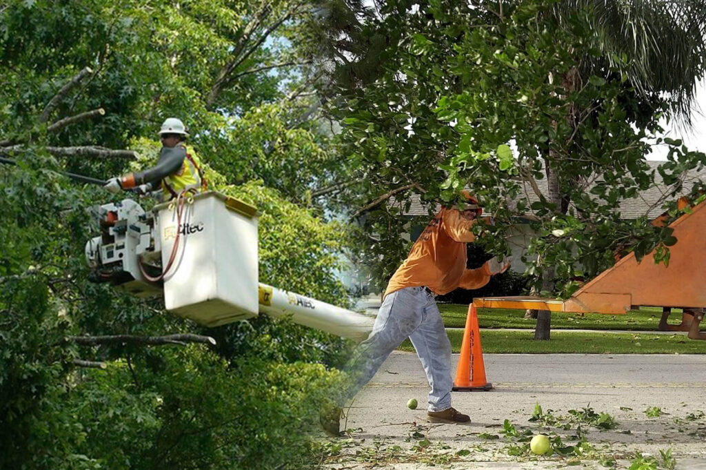 Residential Tree Services Experts-Pro Tree Trimming & Removal Team of Port St Lucie