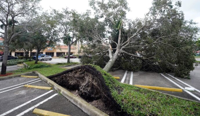 Storm Damage-Pros-Pro Tree Trimming & Removal Team of Port St Lucie