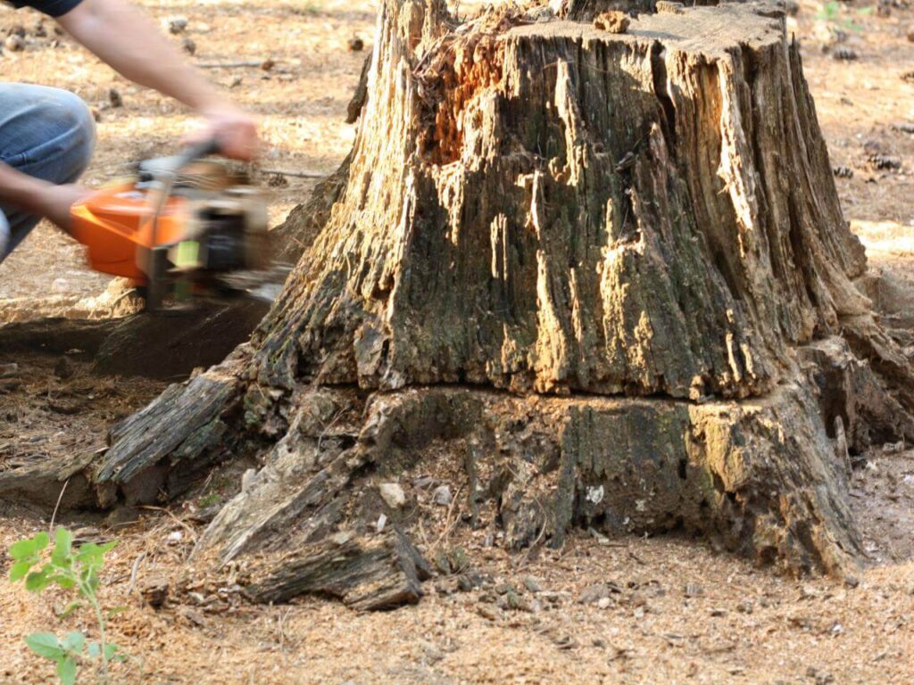 Stump Removal-Pros-Pro Tree Trimming & Removal Team of Port St Lucie