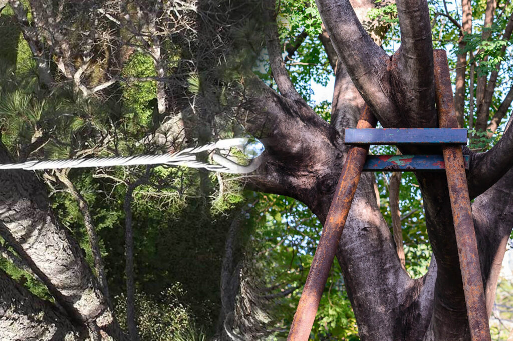 Tree Bracing & Tree Cabling Experts-Pro Tree Trimming & Removal Team of Port St Lucie