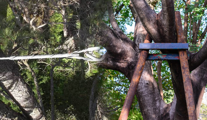 Tree Bracing & Tree Cabling Experts-Pro Tree Trimming & Removal Team of Port St Lucie
