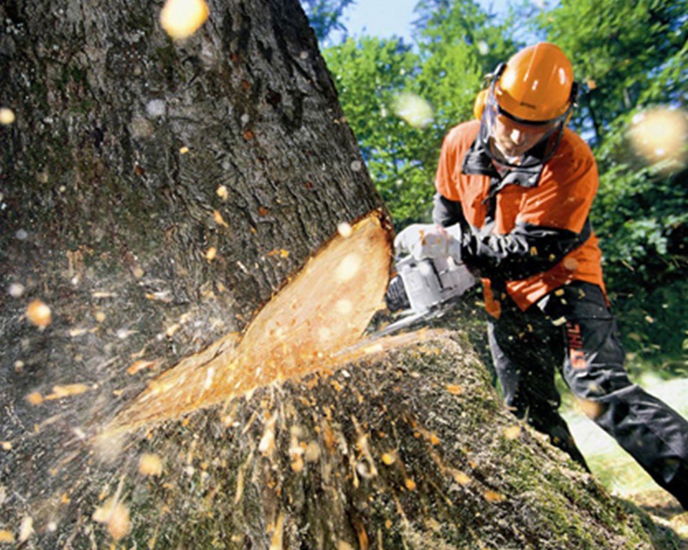Tree Cutting-Pros-Pro Tree Trimming & Removal Team of Port St Lucie