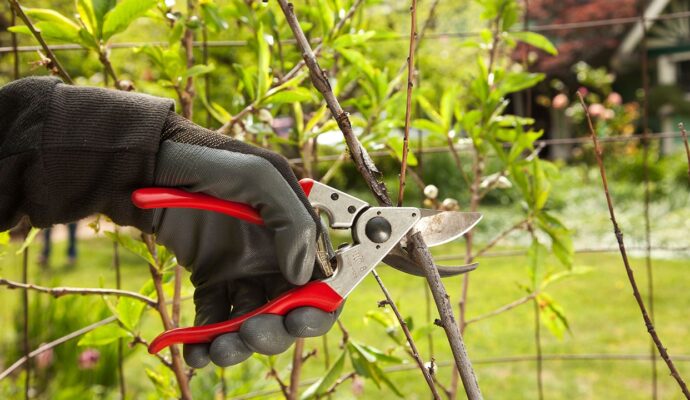 Tree Pruning Pros-Pro Tree Trimming & Removal Team of Port St Lucie