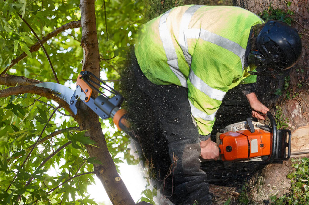 Tree Pruning & Tree Removal Experts-Pro Tree Trimming & Removal Team of Port St Lucie