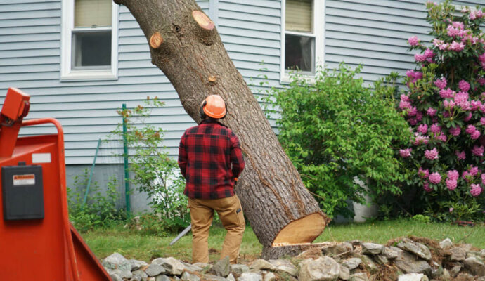 Tree-Removal-Pros-Pro Tree Trimming & Removal Team of Port St Lucie