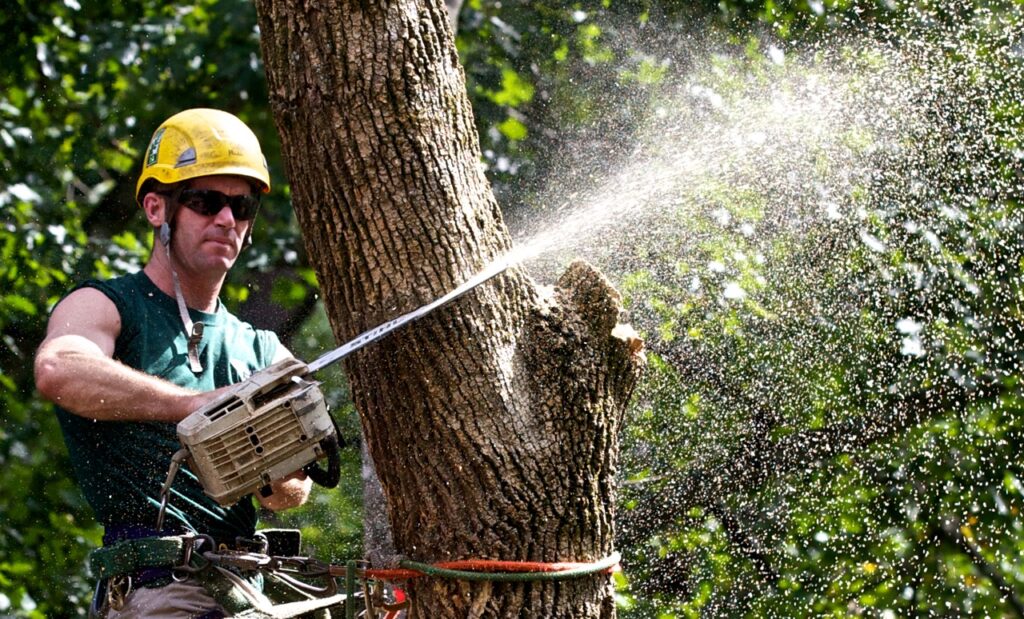Tree Trimming-Pros-Pro Tree Trimming & Removal Team of Port St Lucie