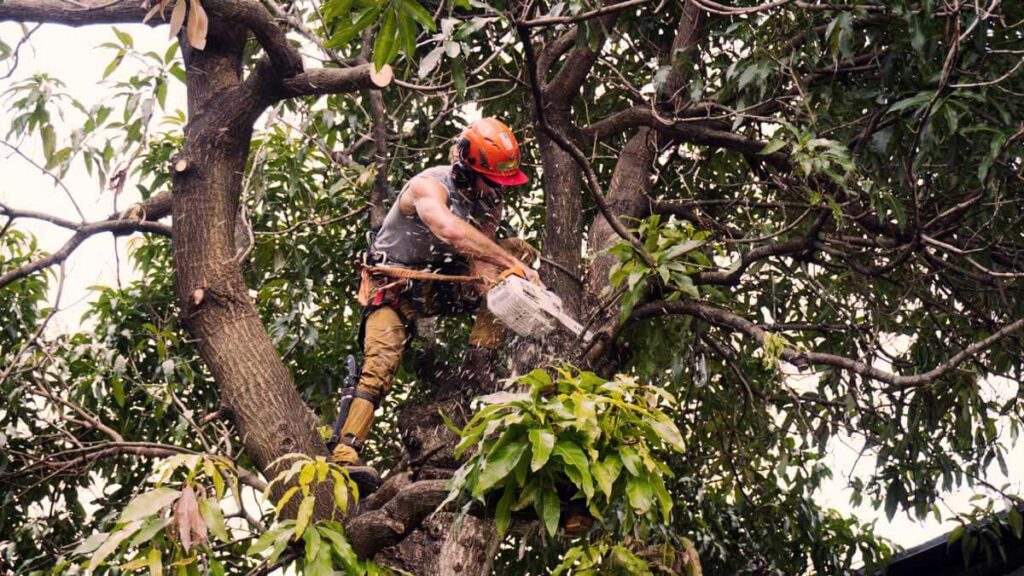 Tree Trimming Services Experts-Pro Tree Trimming & Removal Team of Port St Lucie