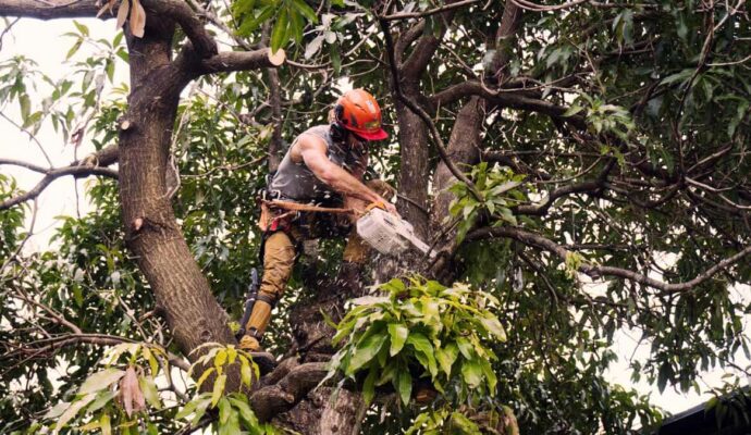 Tree Trimming Services Experts-Pro Tree Trimming & Removal Team of Port St Lucie